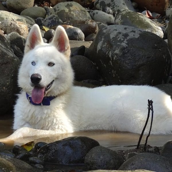 Siberian Husky in Bhopal - Pure White Wooly Coat Puppy for Sale