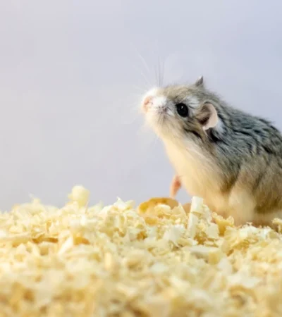 Buy Toy Poodle Puppy In Vidisha | Punjab Pets Online