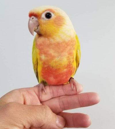 Buy Dachshund Puppy Chocolate In Vidisha | Punjab Pets Online