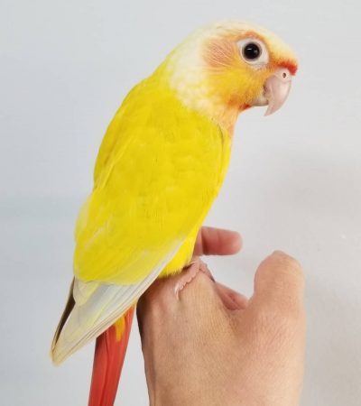 sun cheek conure pair punjab