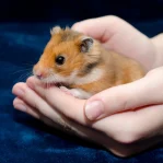 Syrian Hamsters Pairs Price Bhopal - Healthy Golden Hamster Pair