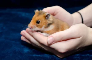 Syrian Hamsters Pairs Price Bhopal - Healthy Golden Hamster Pair