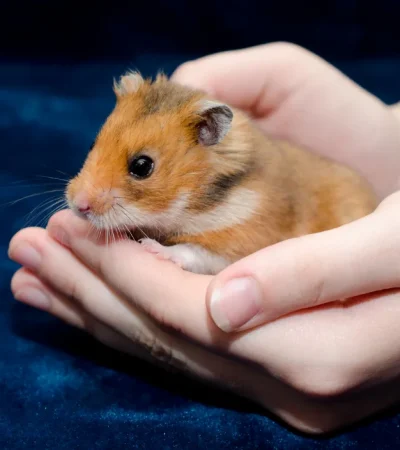 Syrian Hamsters Pairs Price Punjab - Healthy Golden Hamster Pair