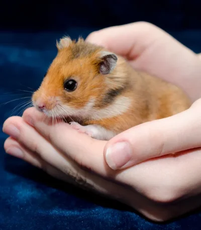 Syrian Hamsters Pairs Price Bhopal - Healthy Golden Hamster Pair