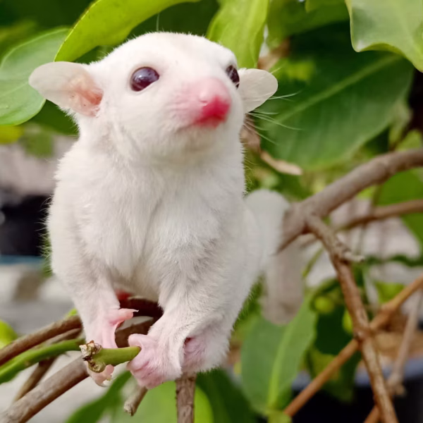 Albino Sugar Glider Pair In Bhopal | Rare Albino Pairs | Shop Online