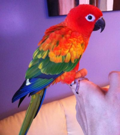 hyper red sun conure pair punjab