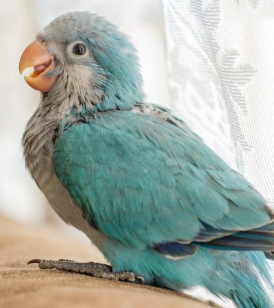 Buy Bichon Frise Puppy In Vidisha | Punjab Pets Online