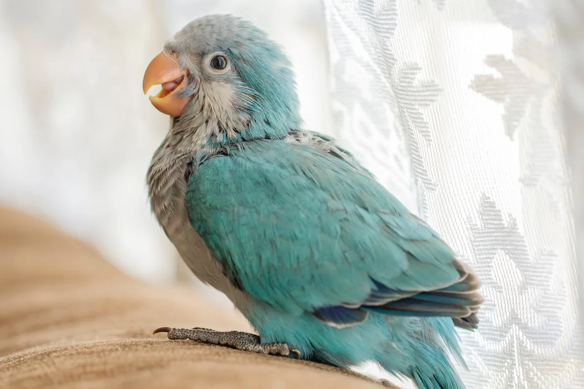 Blue Monk | Blue Quaker Parrot - Image 2