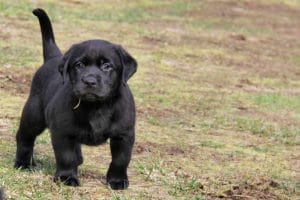 Black Labrador Price Bhopal - Classic Solid Black Puppy for Sale