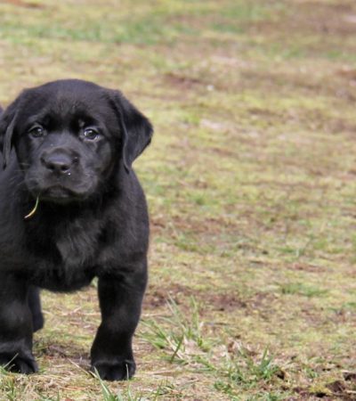 black labrador punjab