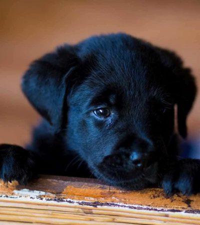 Labrador puppy for sale in Amritsar