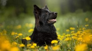 Buy Black German Shepherd Bhopal - Pure Black Double Coat Puppy