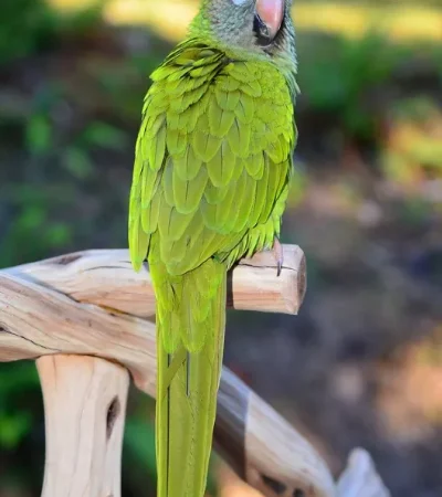 Blue Crown Conure Pair
