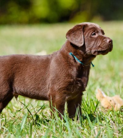 Chocolate lab from Punjab Pets Online