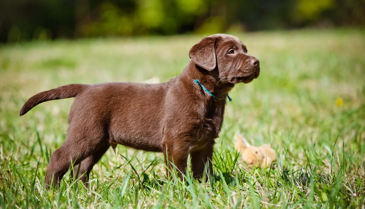 Chocolate lab from Bhopal Pets Online
