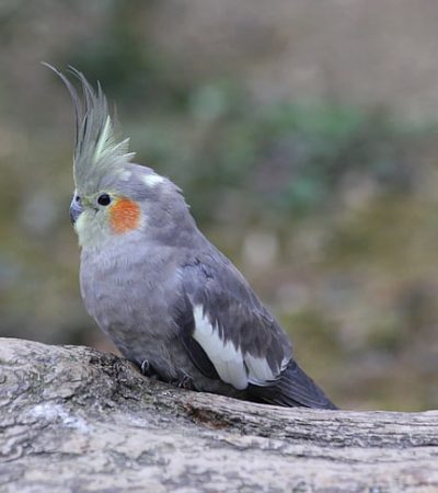 Buy Cane Corso Puppy In Vidisha | Punjab Pets Online