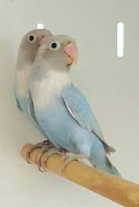 African Love Birds | Green & Teal