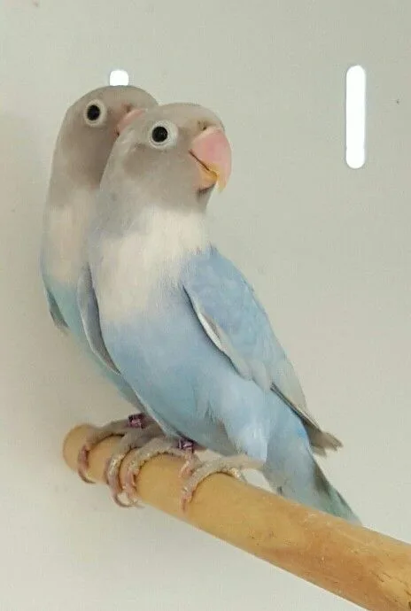 African Love Birds | Green & Teal