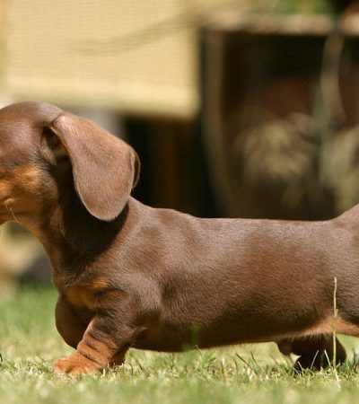 chocolate and tan Dachshund