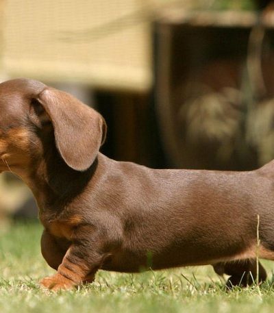 chocolate and tan Dachshund