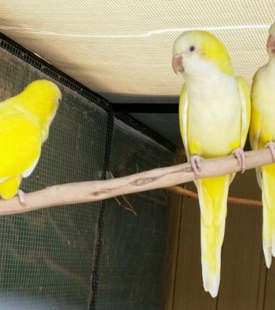 lutino quaker parrot punjab yellow monk