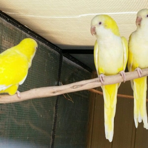 Buy Lutino Quaker Parrot - Vibrant Yellow Monk with Red Eyes