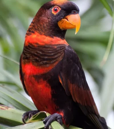 dusky lorikeet punjab