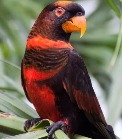 Buy Dusky Lorikeet - Dark Bronze Bird with Orange Chest