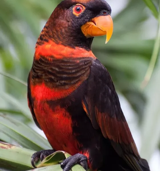 Buy Dusky Lorikeet - Dark Bronze Bird with Orange Chest