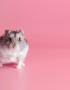 Dwarf Hamster Pair In Bhopal - Active Winter White Pair for Sale