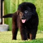 Black German Shepherd Bhopal - Pure Black Long Coat Puppy for Sale