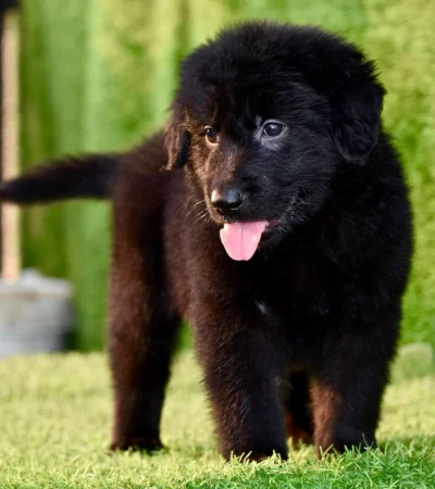 german shepherd punjab