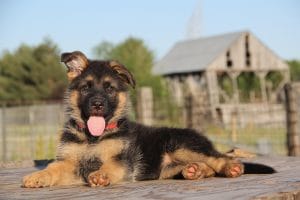 German Shepherd Puppies