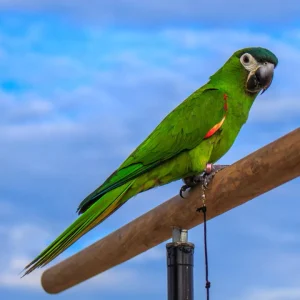 Buy Hahn's Macaw Pair - Small Green Parrot with Red Shoulders