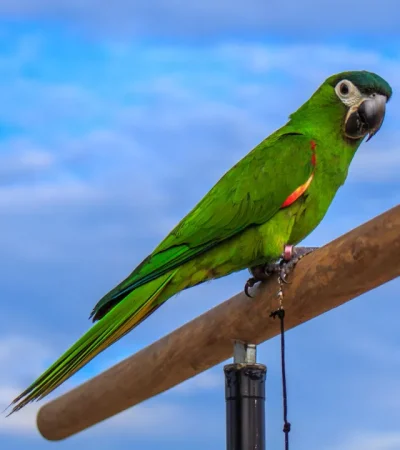 hahn's macaw pair punjab