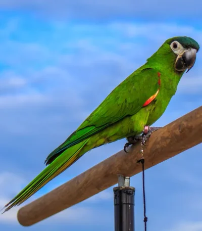 Buy Hahn's Macaw Pair - Small Green Parrot with Red Shoulders