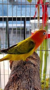 African Love Birds | Green Euwing Opaline