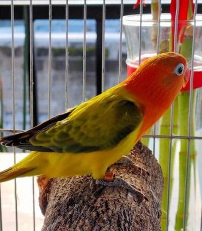 African Love Birds | Green Euwing Opaline