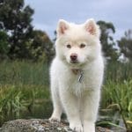 Pure White Siberian Husky Puppy by Bhopal Pets Online