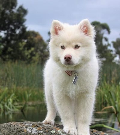 Pure White Siberian Husky Puppy by Punjab Pets Online
