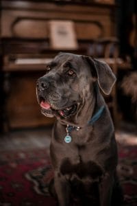 Cane Corso Puppy