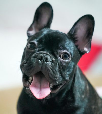 French Bulldog Puppy Price & Availability in Chandigarh