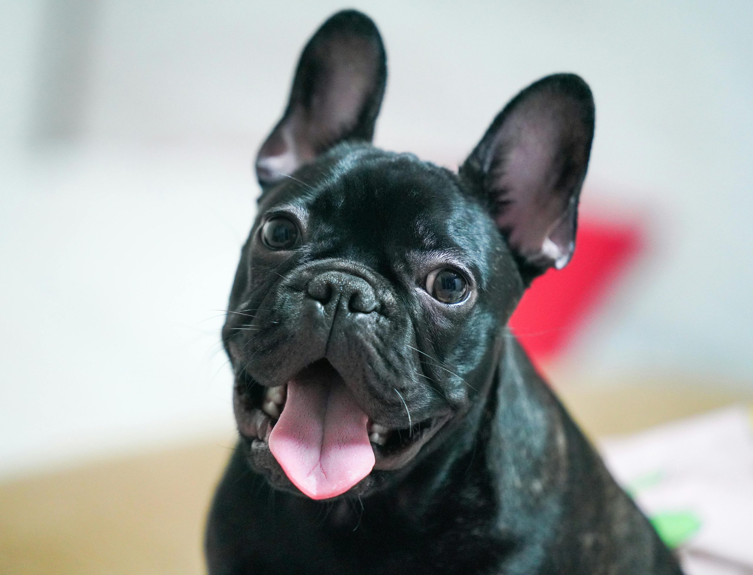 Buy Black French Bulldog Puppy - Sleek Solid Black Pup