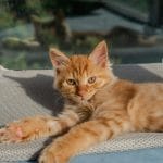Maine Coon Cat Kitten/Adult