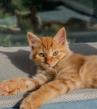maine coon cat kitten punjab