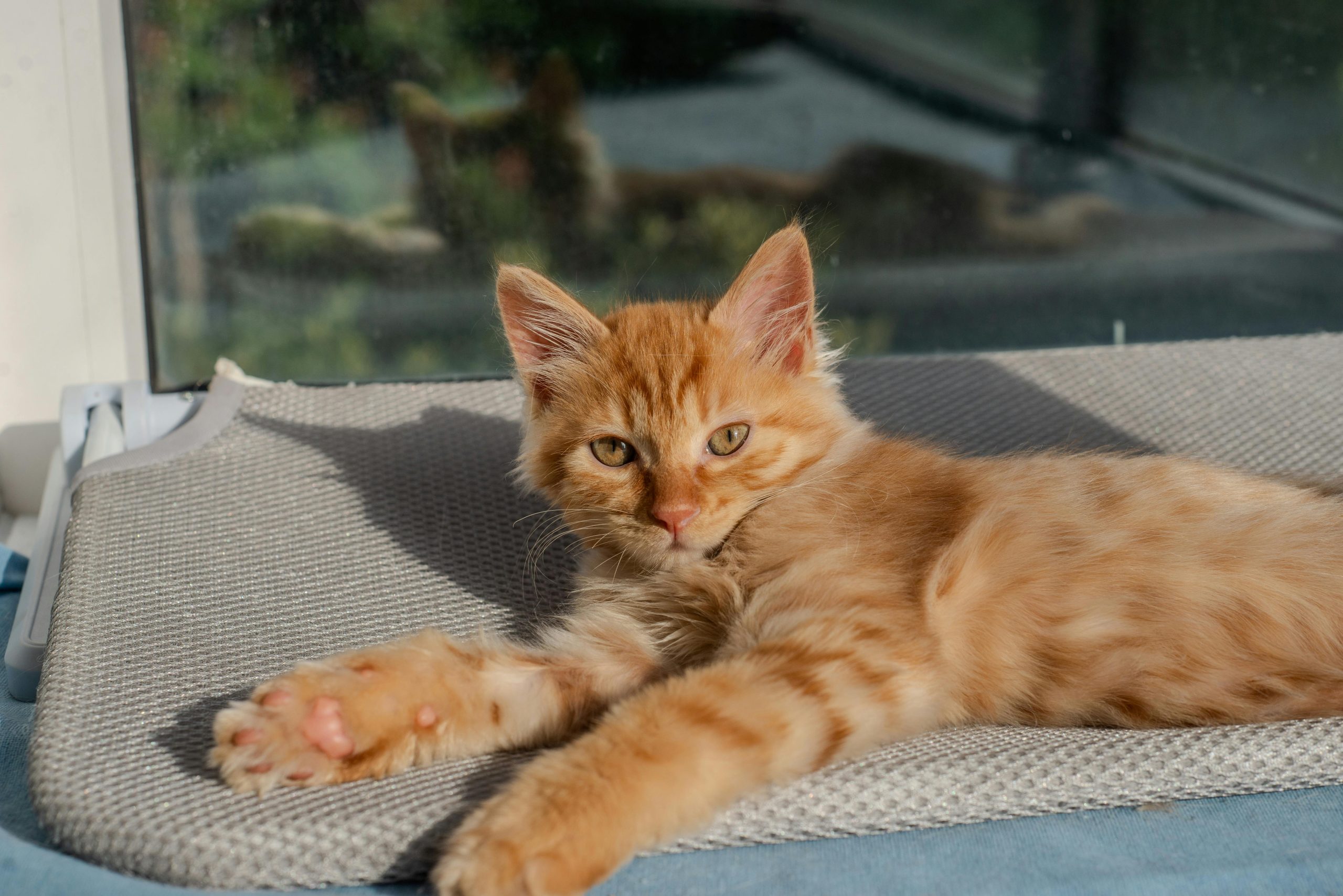 Maine Coon Cat Kitten/Adult
