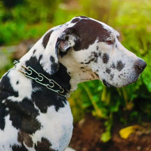 Great Dane Price in Bhopal - Rare Harlequin Puppy for Sale