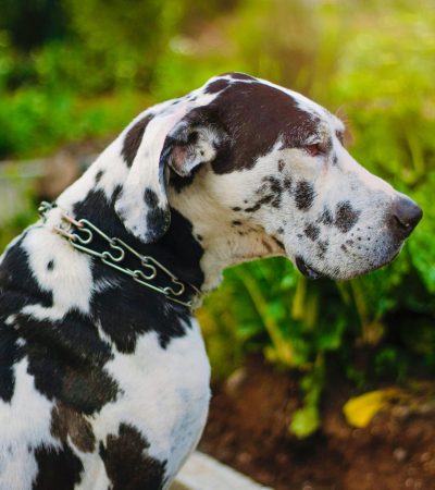 harlequin great dane punjab