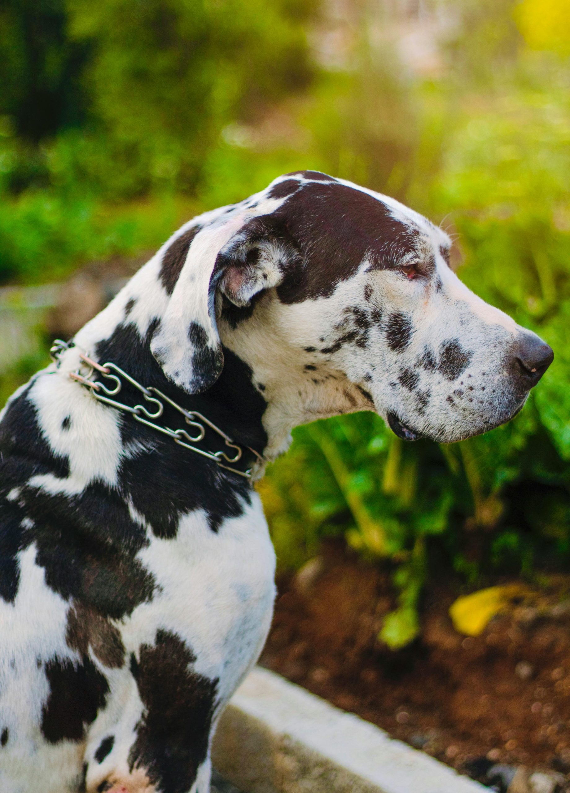 Great Dane Price in Bhopal - Rare Harlequin Puppy for Sale