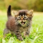 Exotic Short Hair Kitten/Adult